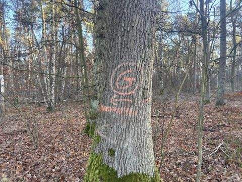 Bergen Bauernhöfe, Landwirtschaft, Bergen Forstwirtschaft