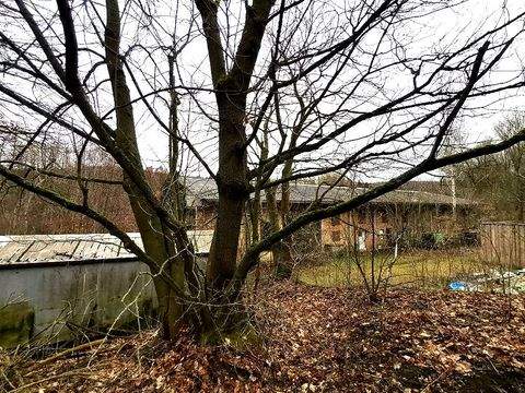 Mansfeld Halle, Mansfeld Hallenfläche