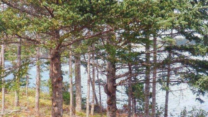 Gepflegter Baumschnitt