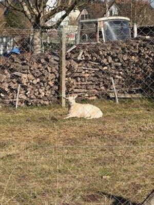 Nette Nachbarn gibt es auch 