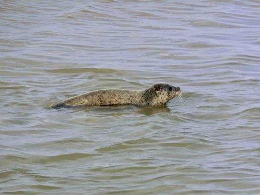 Ferienhaus Lauwersoog kaufen015
