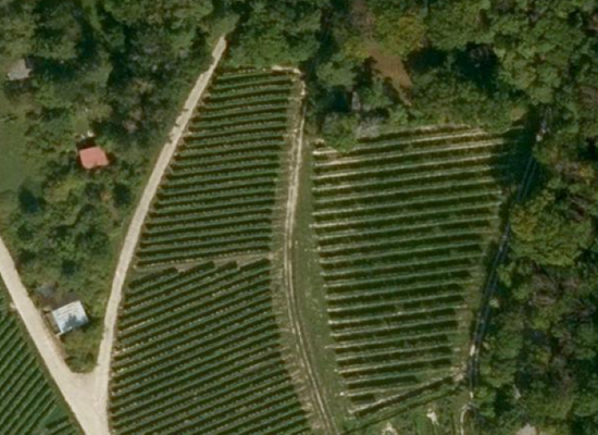 Weinberg Fl.Nr. 3282, 97291 Thüngersheim