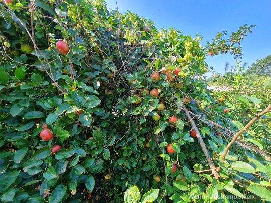 Zugewachsener Apfelbaum mit leckeren Äpfeln