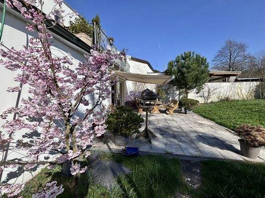 Terrasse mit Kirschblüten