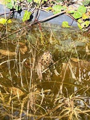 Aussen Teich Kröte.jpeg