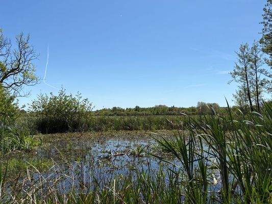 Blick aufs "Wilde Moor"