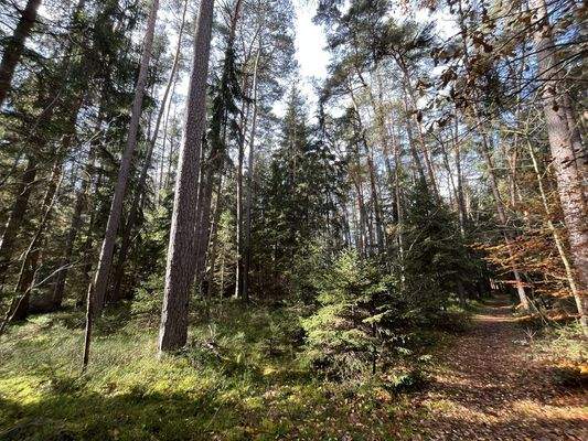 Weg in der Mitte des Grundsückes