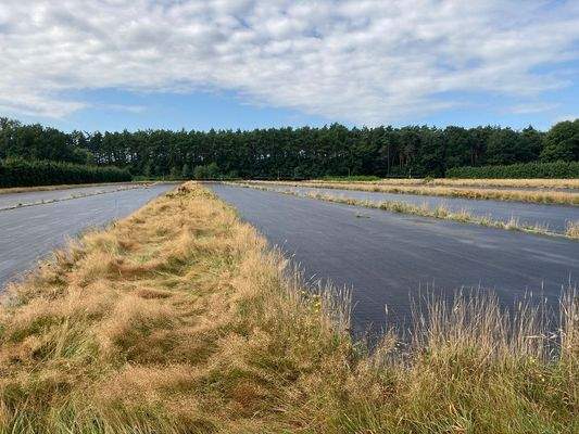 rückwärtige Fläche