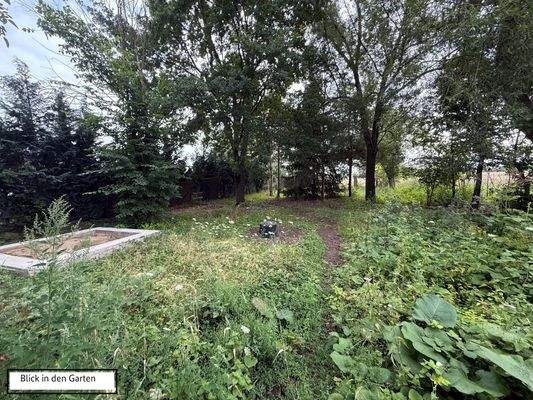 Foto vom Garten