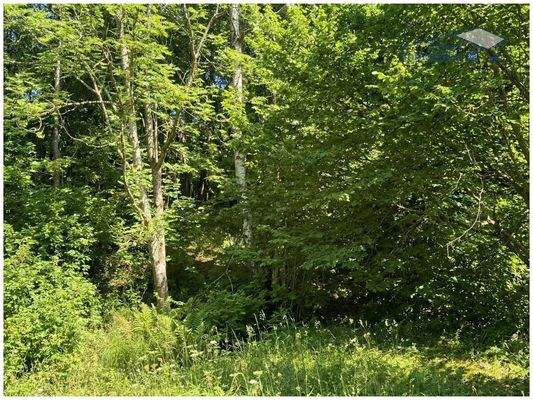 Blick in den zugehörigen Wald