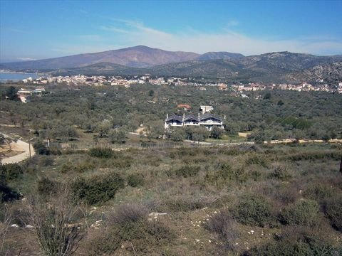 Thassos Bauernhöfe, Landwirtschaft, Thassos Forstwirtschaft