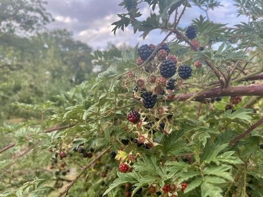 Brombeerhecke