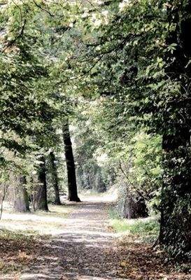 Waldweg nach Enkheim