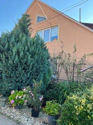 367522054_257546090546952_7211683747237381331_n.jp