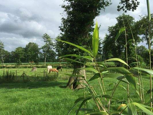 Weidefläche-Bauland