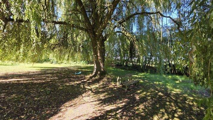 Schattenplatz unter der Weide