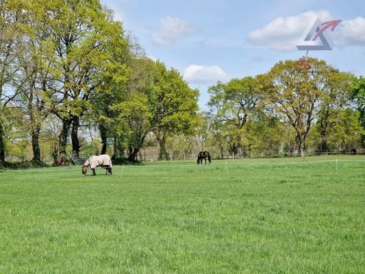herrliche Aussicht auf Pferdeweide