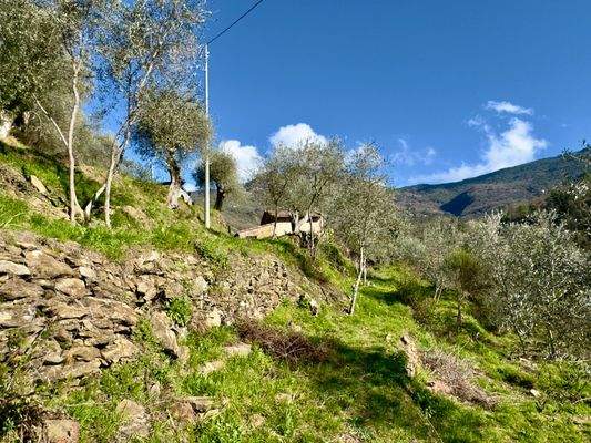 AP961_10 TERRA ITALIA IMMOBILIEN_LIGURIEN_APRICALE