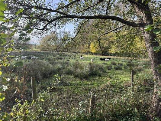 Blick auf die Schafweide