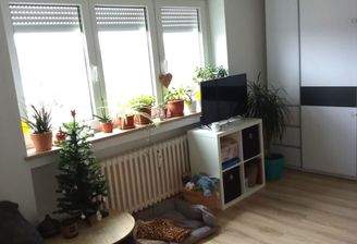 Wohnzimmer mit Pflanzen