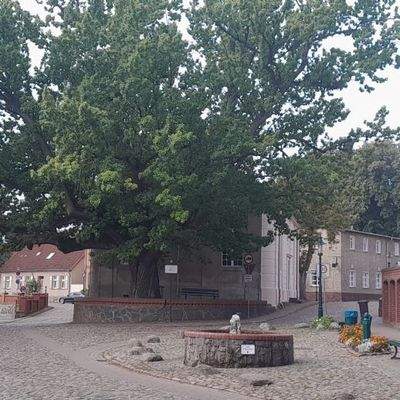 Friedenseich im Dorf