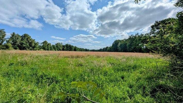 Weideland linke Hälfte 3,5 ha
