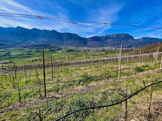 Kaltern-KalternamSee-KalternanderWeinstraße-Caldaro-Caldaroallago-Caldarosullastradadelvino-Weingarten-Weingut-vegneto-vigneti-Ruländer-Sonne-sole-Wein-Vino-Kaufen-acquistare