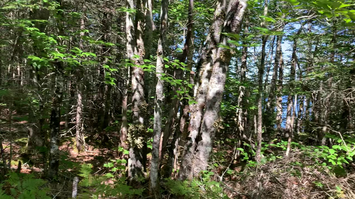 Blick vom Weg auf das Grundstück von 2020