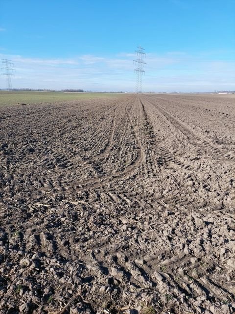 Perzendorf Bauernhöfe, Landwirtschaft, Perzendorf Forstwirtschaft