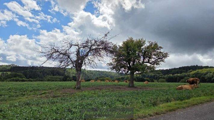 benachbarte Gemarkung - idyllische Umgebung