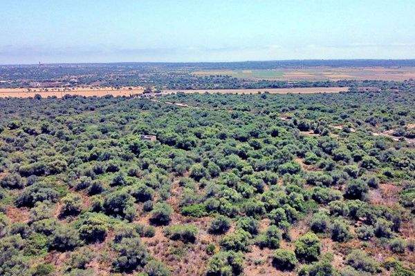 Grundstück mit Baugenehmigung in Santanyi