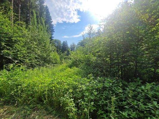 Wald mit Naturverjüngung