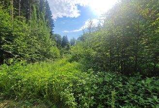 Wald mit Naturverjüngung