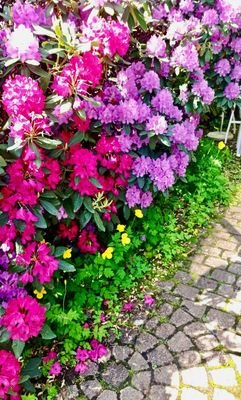 Rhododendron