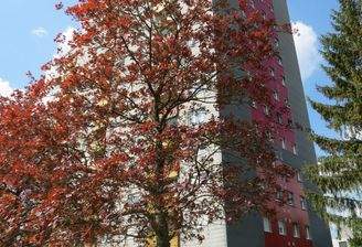 Kapitalanlage oder Eigenheim