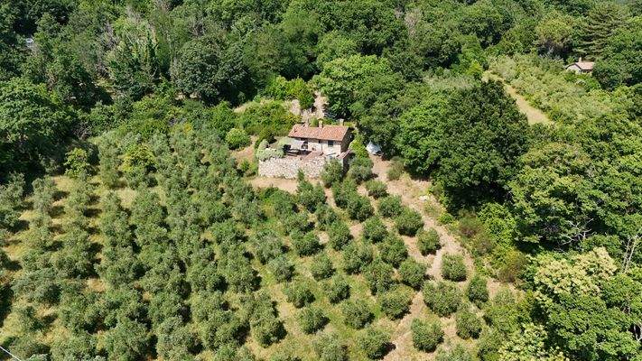 Haus mit Olivenhain Luftaufnahme