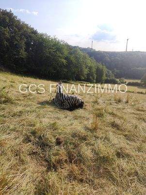 Impressionen auf der Weide 2