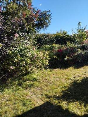 Gartenarbeit: Brombeeren zurückschneiden