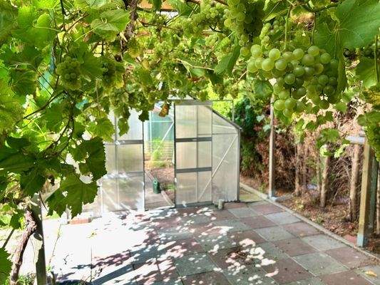 Blick zum Gewächshaus