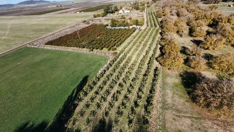 Tankovo Bauernhöfe, Landwirtschaft, Tankovo Forstwirtschaft