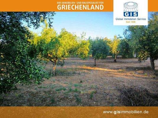 schöne Olivenbäume (oberes Grundstück)