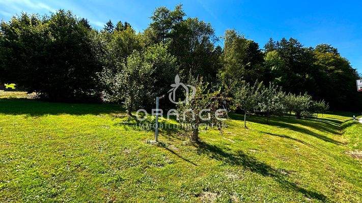 Streuobstwiese mit Apfelbäumen