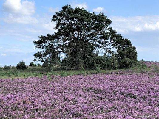Heideblüte
