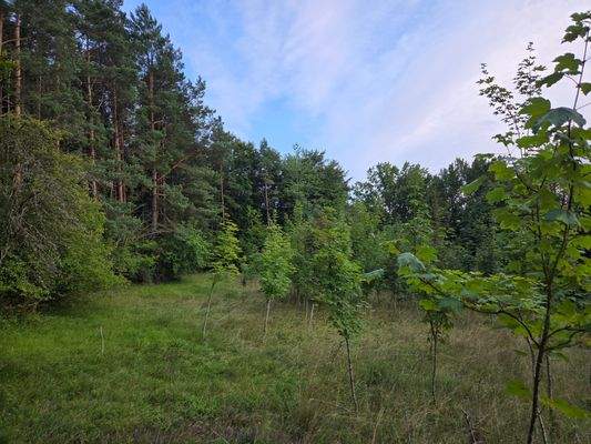 1351 - Flurstück 1384-2 - lfd. Nr.3-Bild 1