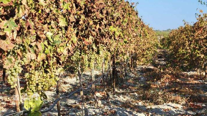 Baugrundstueck Porreres mit Weinberg 