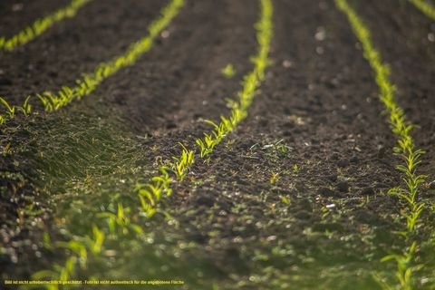 Marklohe Bauernhöfe, Landwirtschaft, Marklohe Forstwirtschaft