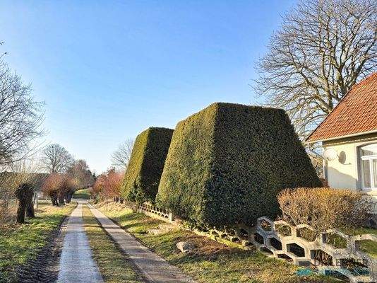 Geschnittene Buchsbäume im Vorgarten