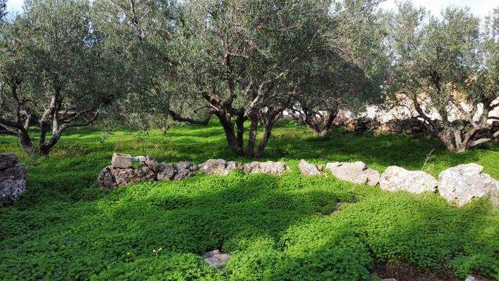 Kreta, Kokkino Chorio: Eckgrundstück in der Nähe des Dorfes und der Einkaufsmöglichkeiten zu verkaufen