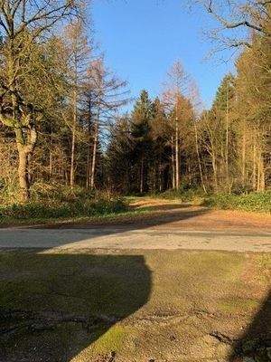 Ausblick / Waldeingang