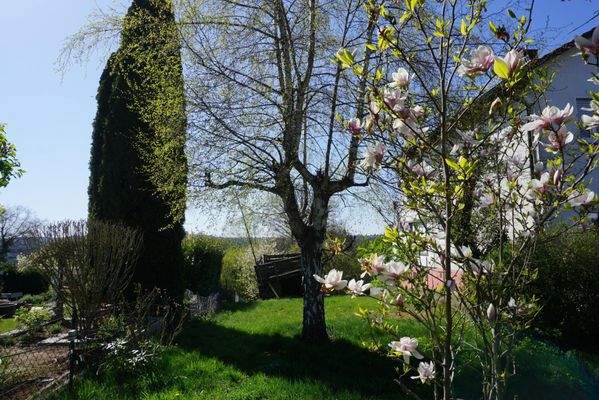 Gartenbereich mit Birke